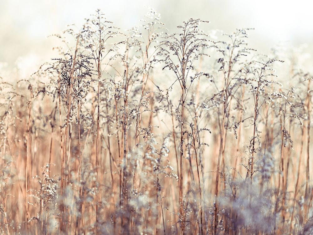 Grass Reeds art print by Assaf Frank for $57.95 CAD