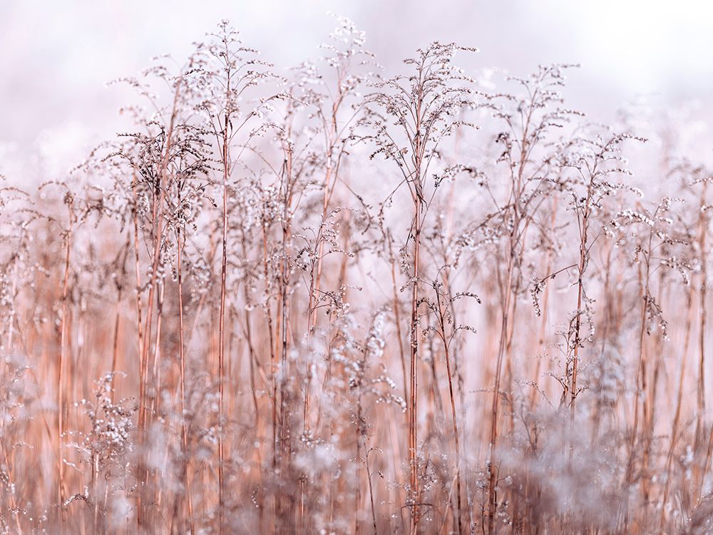 Grass Reeds art print by Assaf Frank for $57.95 CAD