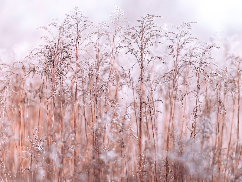 Grass Reeds art print by Assaf Frank for $57.95 CAD