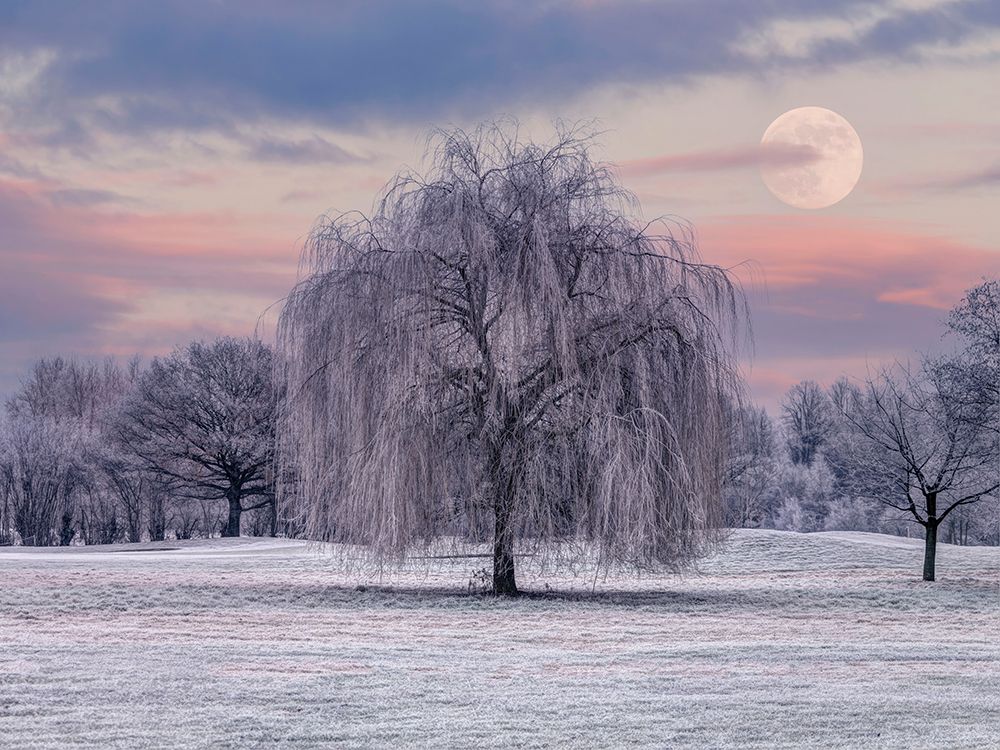Tree covered in frost art print by Assaf Frank for $57.95 CAD