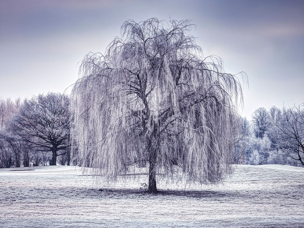 Tree covered in frost art print by Assaf Frank for $57.95 CAD