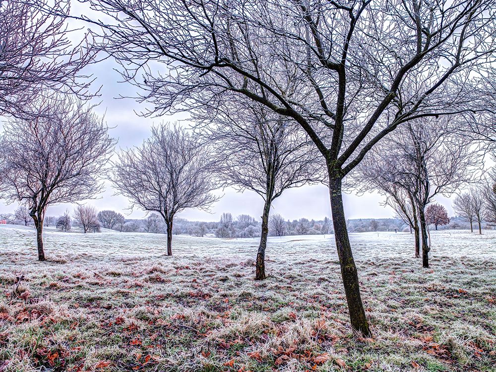 Trees in frosty field art print by Assaf Frank for $57.95 CAD