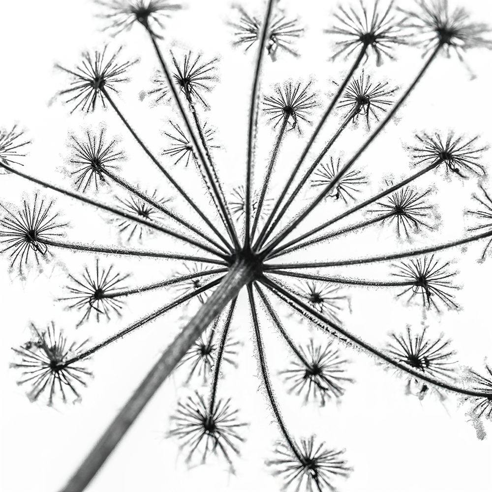 Frosty cow parsley art print by Assaf Frank for $57.95 CAD