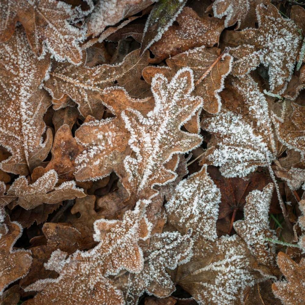 Frosty cow parsley art print by Assaf Frank for $57.95 CAD