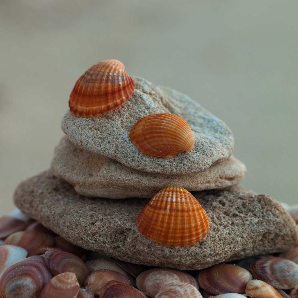 Sea shells on pebbles art print by Assaf Frank for $57.95 CAD