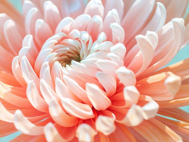 Chrysanthemum flower, extreme, close-up art print by Assaf Frank for $57.95 CAD