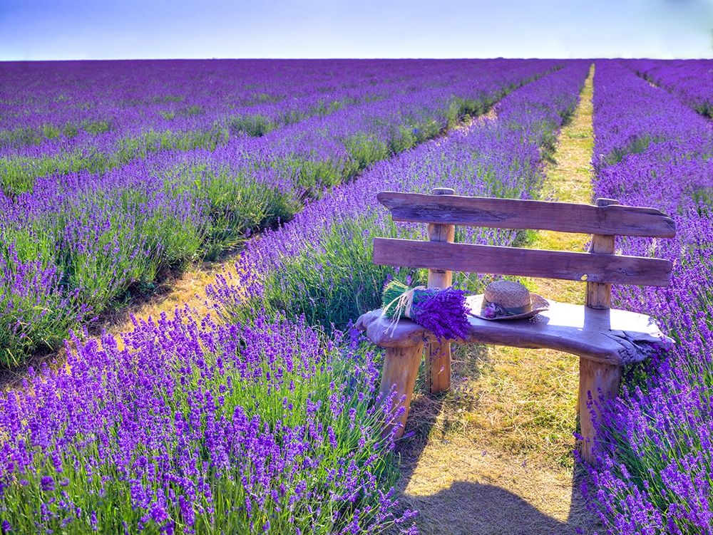 Bench in Lavender field art print by Assaf Frank for $57.95 CAD
