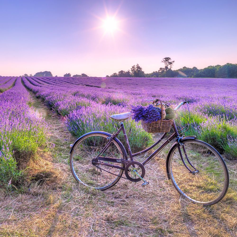 Bicycle with flowers in a Lavender field art print by Assaf Frank for $57.95 CAD