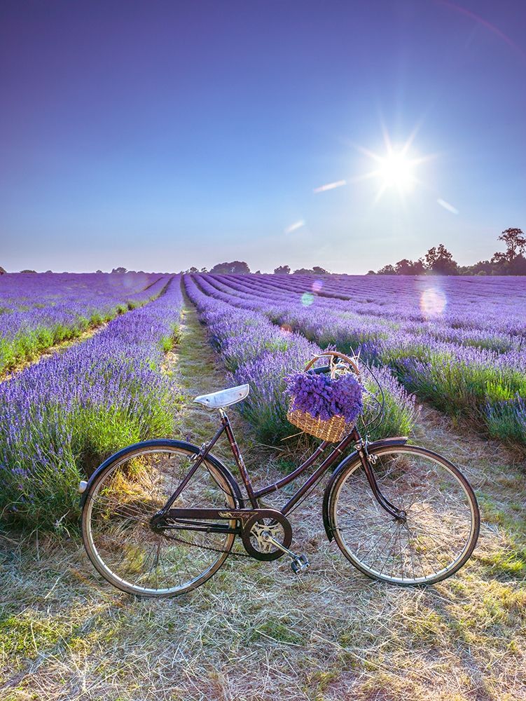 Bicycle with flowers in a Lavender field art print by Assaf Frank for $57.95 CAD