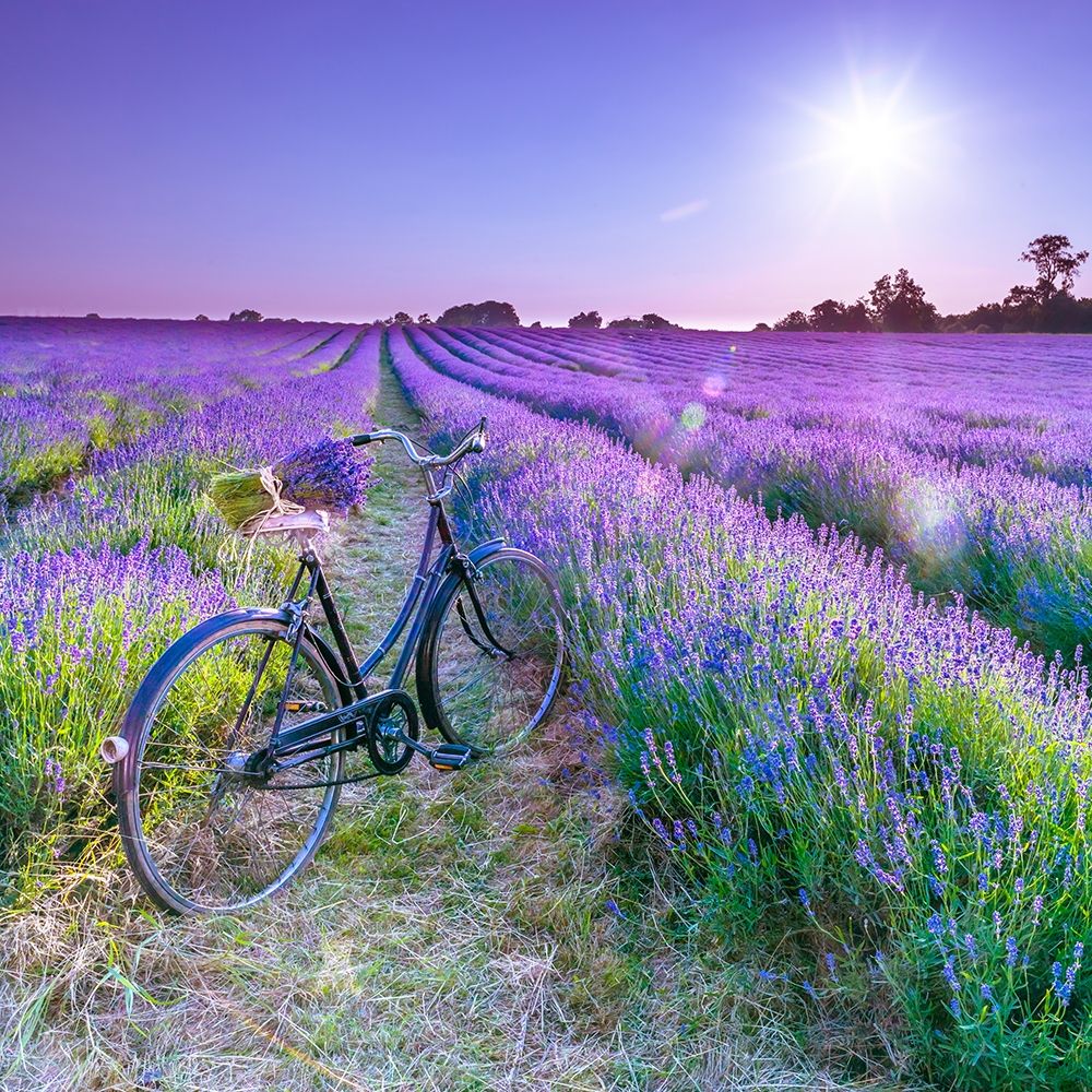 Bicycle with flowers in a Lavender field art print by Assaf Frank for $57.95 CAD