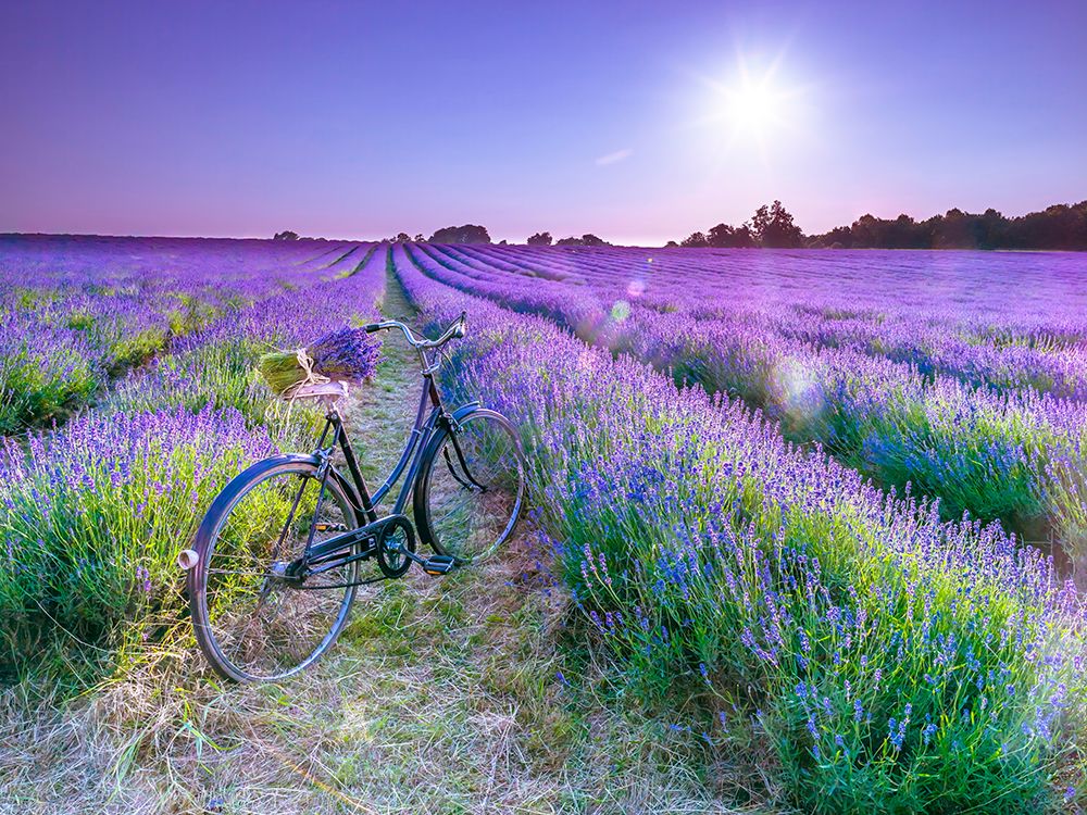 Bicycle with flowers in a Lavender field art print by Assaf Frank for $57.95 CAD