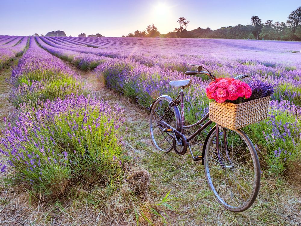 Bicycle with flowers in a Lavender field art print by Assaf Frank for $57.95 CAD