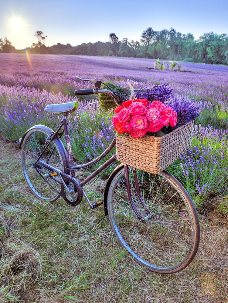 Bicycle with flowers in a Lavender field art print by Assaf Frank for $57.95 CAD