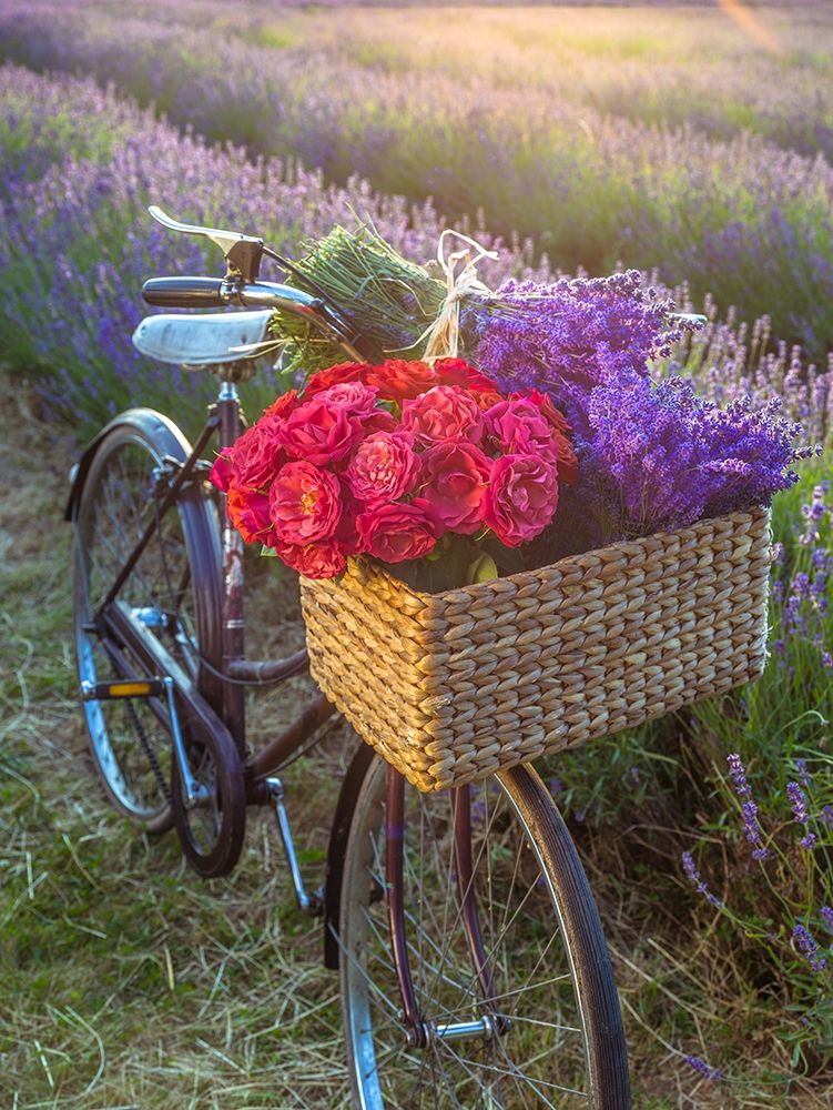 Basket of flowers on a bicycle art print by Assaf Frank for $57.95 CAD