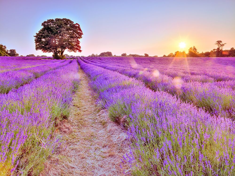 Lavender field at sunset art print by Assaf Frank for $57.95 CAD