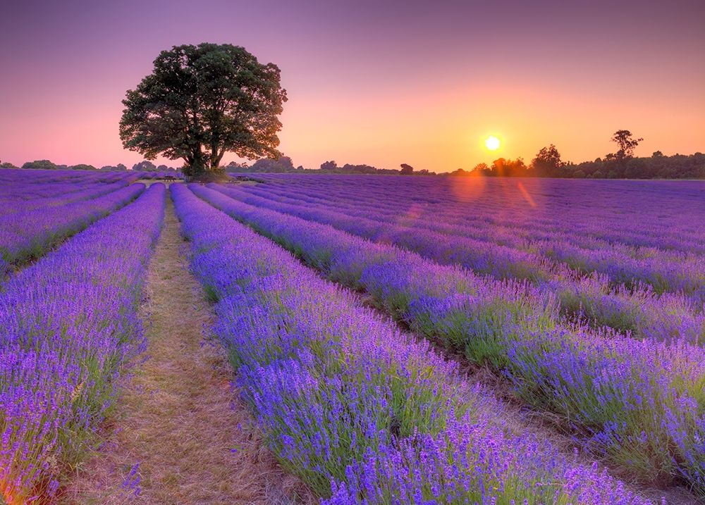 Lavender field at sunset art print by Assaf Frank for $57.95 CAD