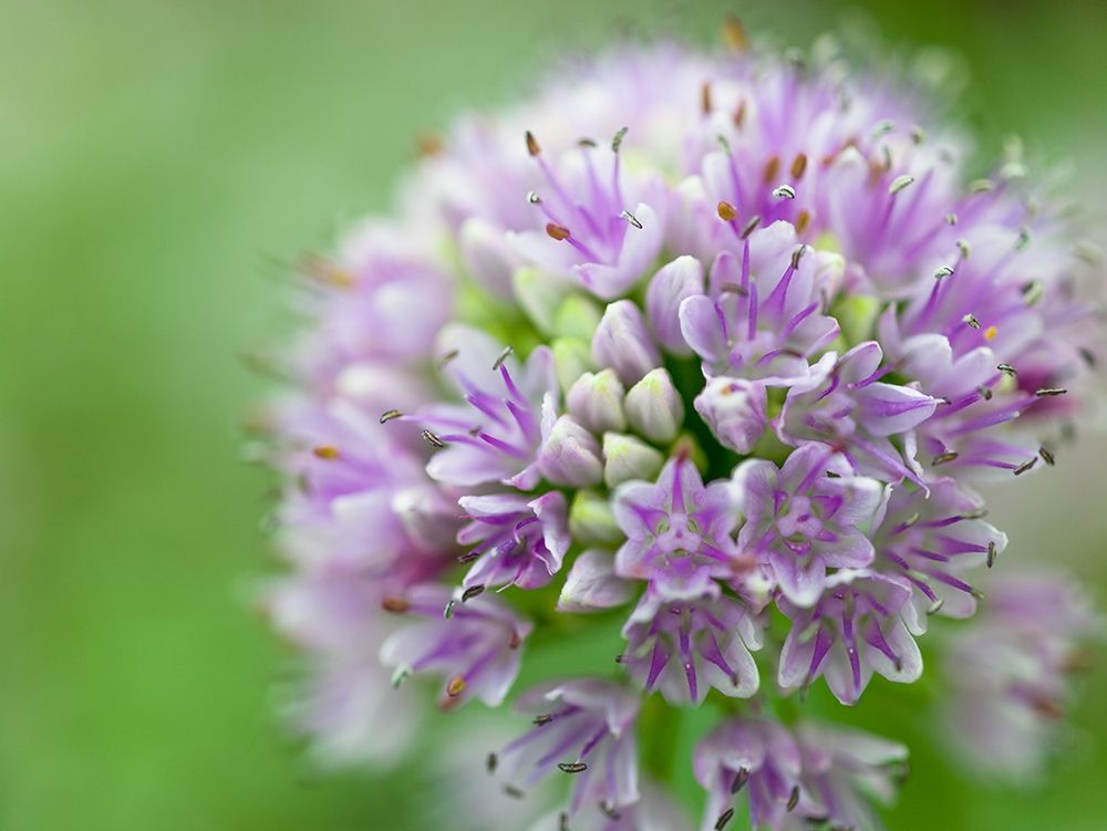 Allium flower, close-up art print by Assaf Frank for $57.95 CAD
