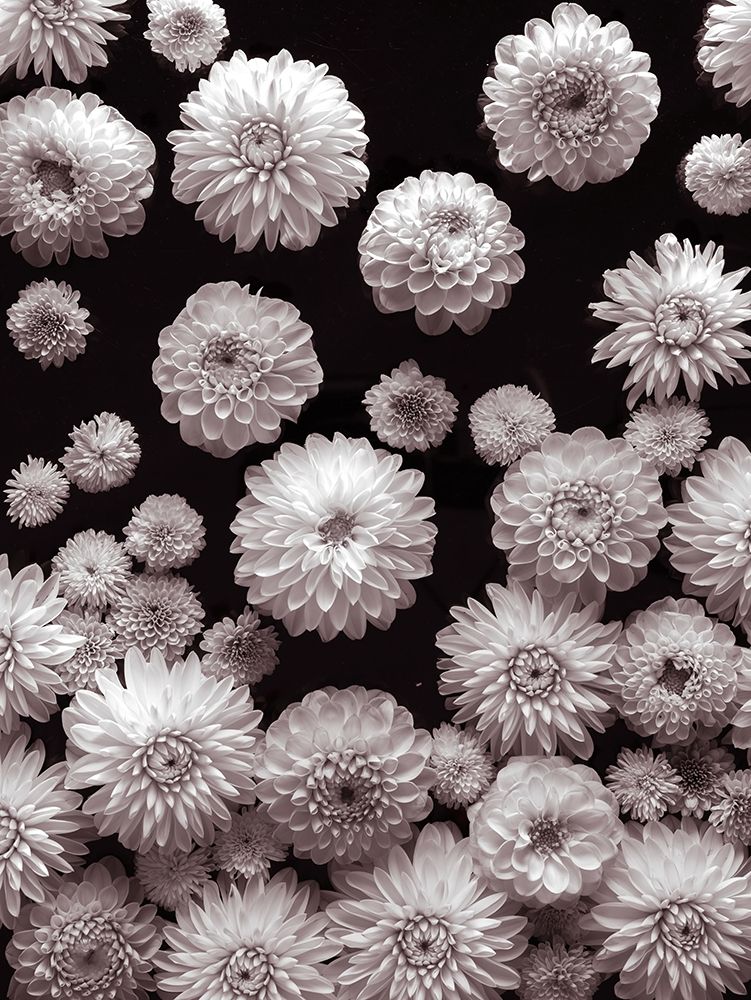 Dahlia Flowers art print by Assaf Frank for $57.95 CAD