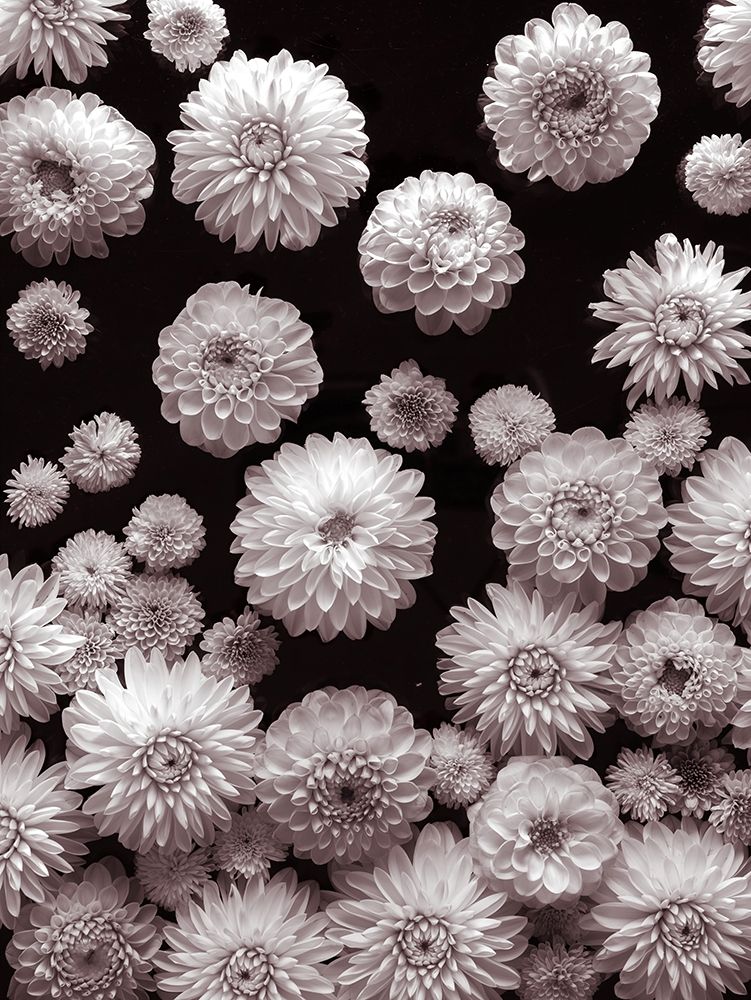 Dahlia Flowers-Full Frame art print by Assaf Frank for $57.95 CAD