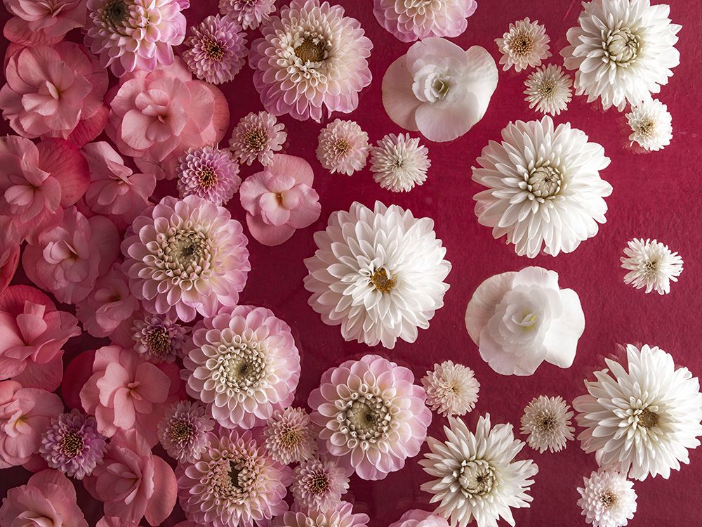 Dahlia Flowers, Full Frame art print by Assaf Frank for $57.95 CAD