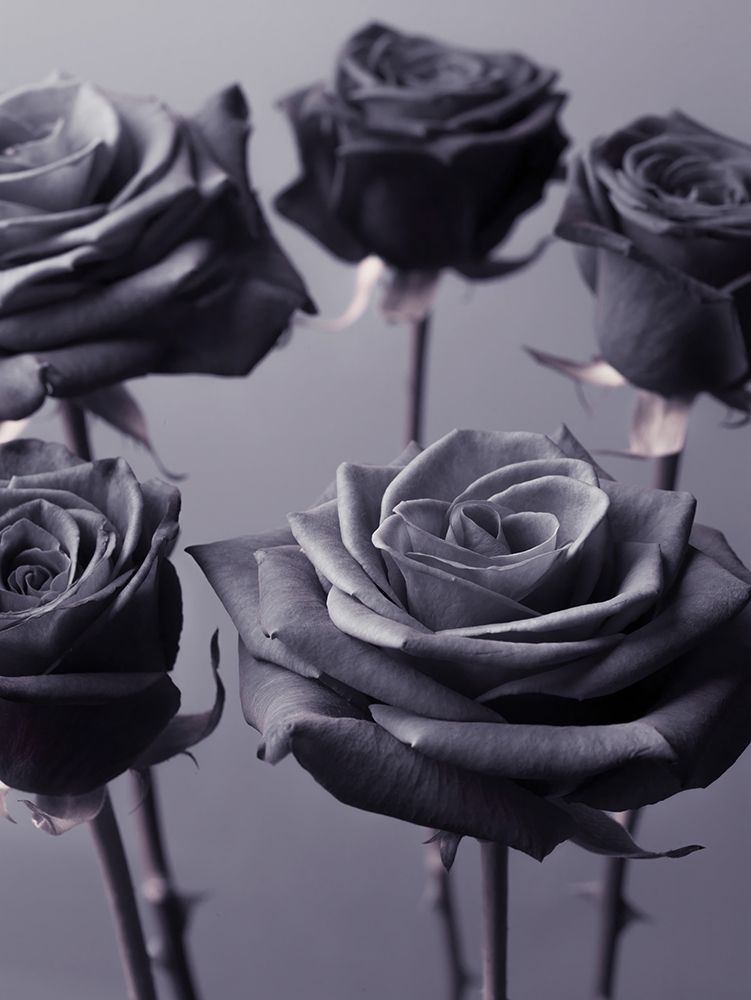 Close-up of Roses on colored background art print by Assaf Frank for $57.95 CAD