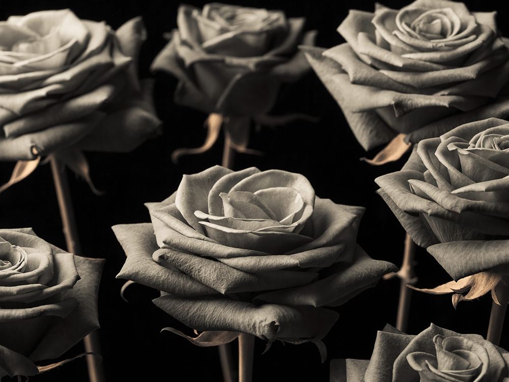 Close-up of Roses on colored background art print by Assaf Frank for $57.95 CAD