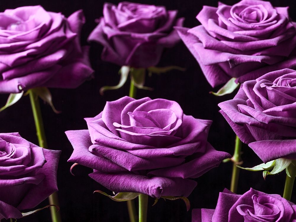 Close-up of Roses on colored background art print by Assaf Frank for $57.95 CAD