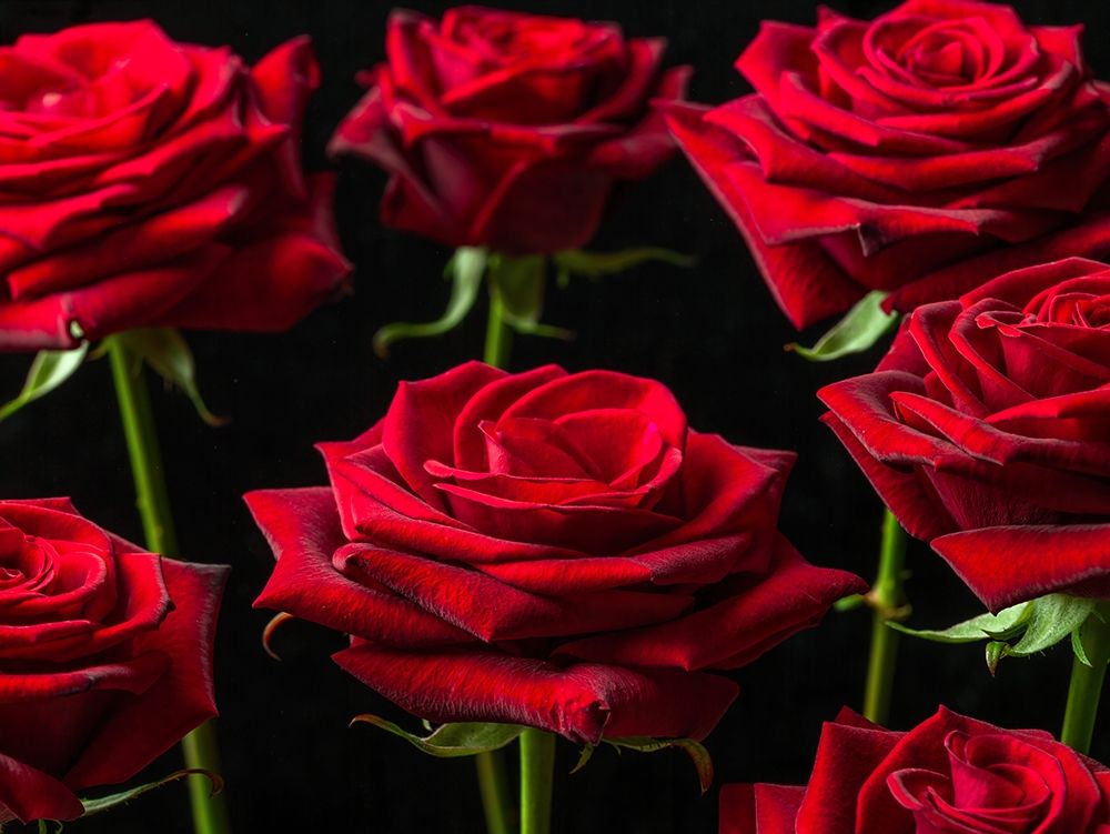 Close-up of Roses on colored background art print by Assaf Frank for $57.95 CAD