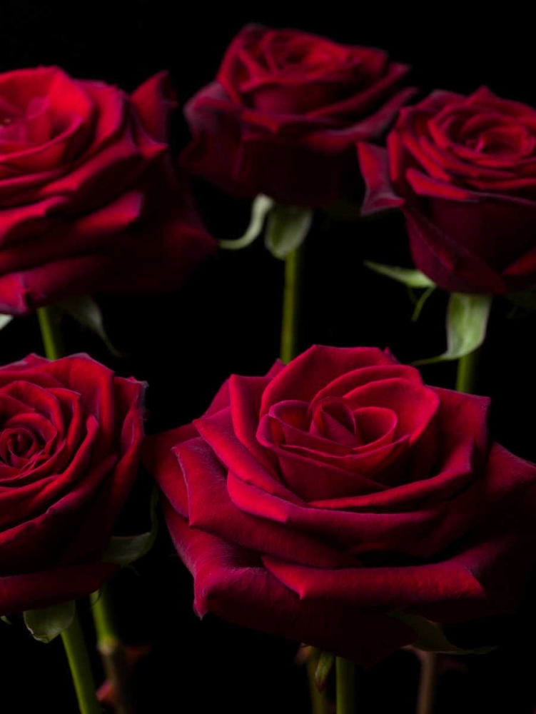 Close-up of Roses on colored background art print by Assaf Frank for $57.95 CAD