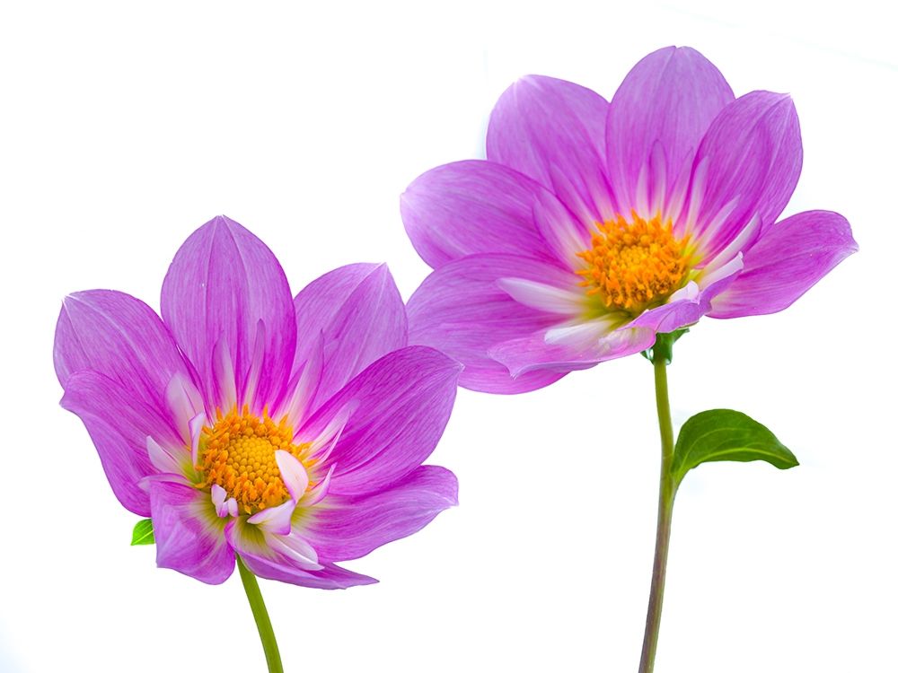 Purple colored Dahila flowers art print by Assaf Frank for $57.95 CAD