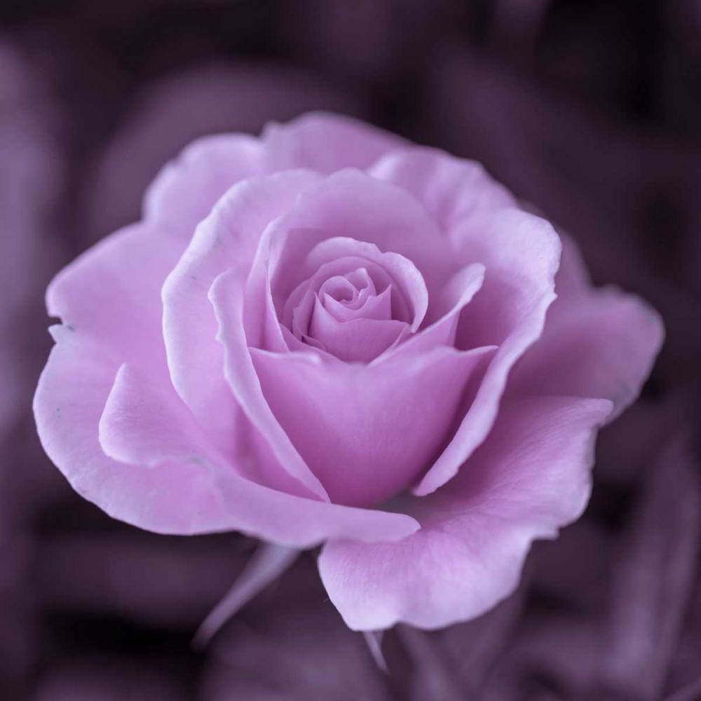 Beautiful garden rose art print by Assaf Frank for $57.95 CAD