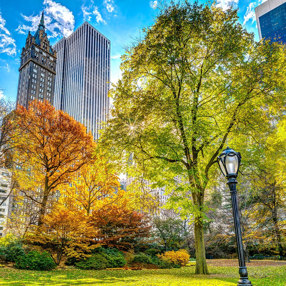 Central park in autumn, Manhattan, New York art print by Assaf Frank for $57.95 CAD