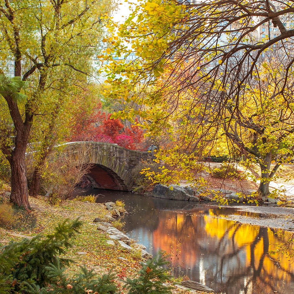 Gapstow bridge in autumn-Central Park-New York city art print by Assaf Frank for $57.95 CAD