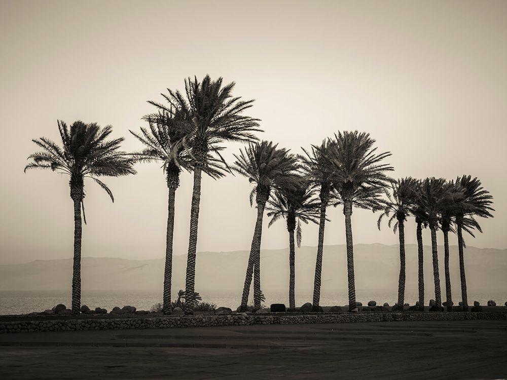 Palm trees on beach of Dead sea, Israel art print by Assaf Frank for $57.95 CAD