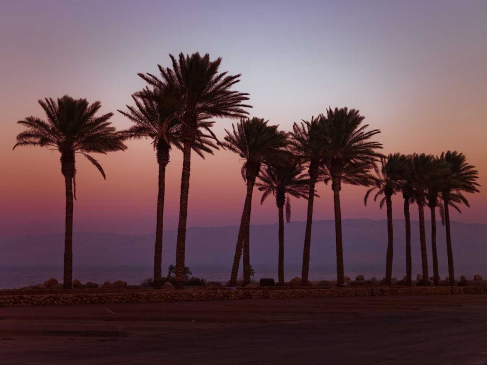 Palm trees on beach of Dead sea, Israel art print by Assaf Frank for $57.95 CAD