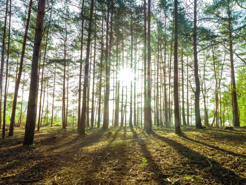 Sun rays through forest trees art print by Assaf Frank for $57.95 CAD
