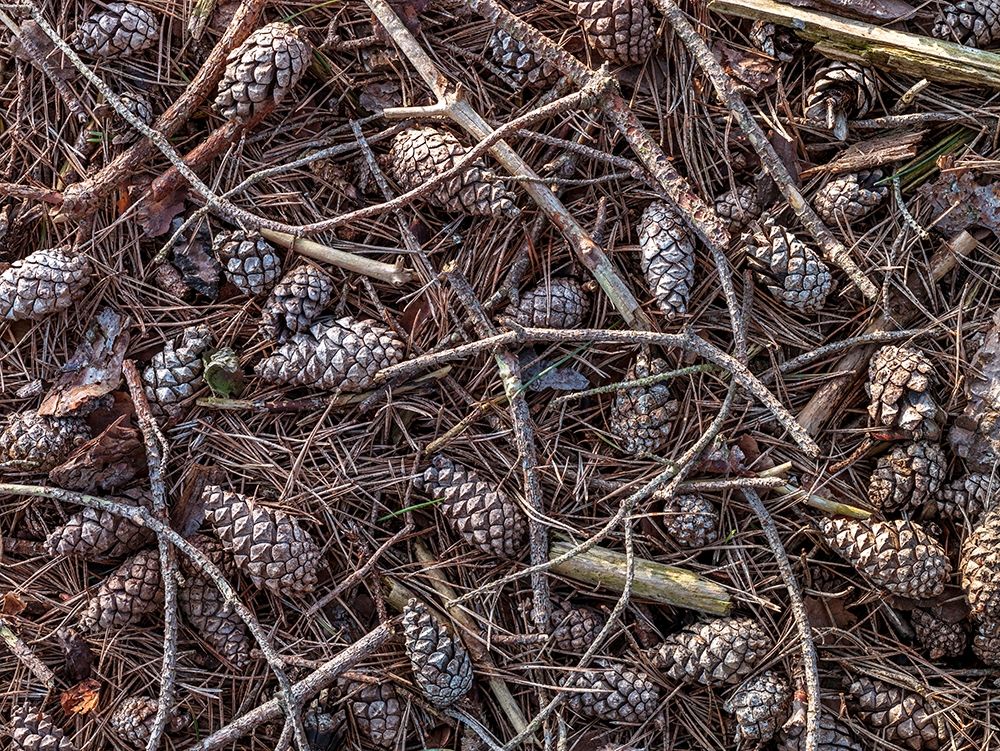 Pine cones and tree branches art print by Assaf Frank for $57.95 CAD