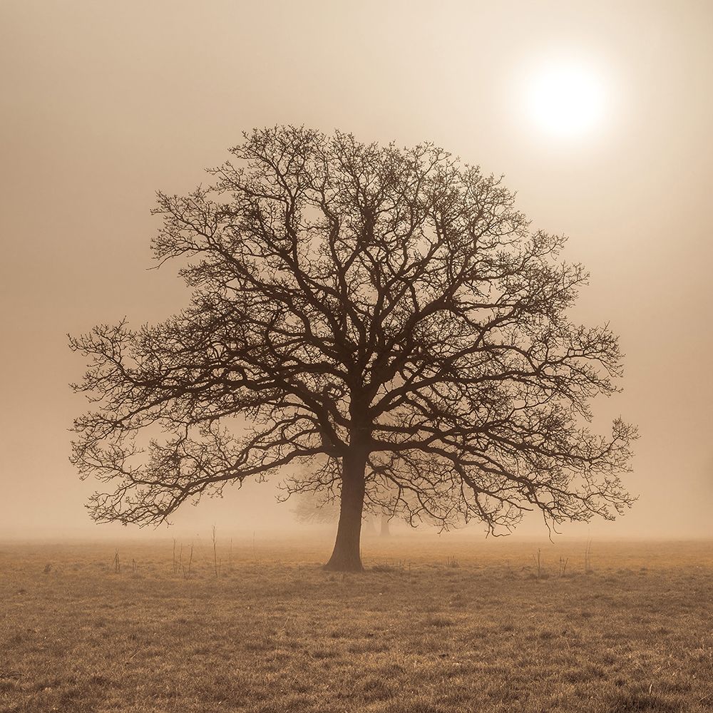 Trees in grass fields art print by Assaf Frank for $57.95 CAD