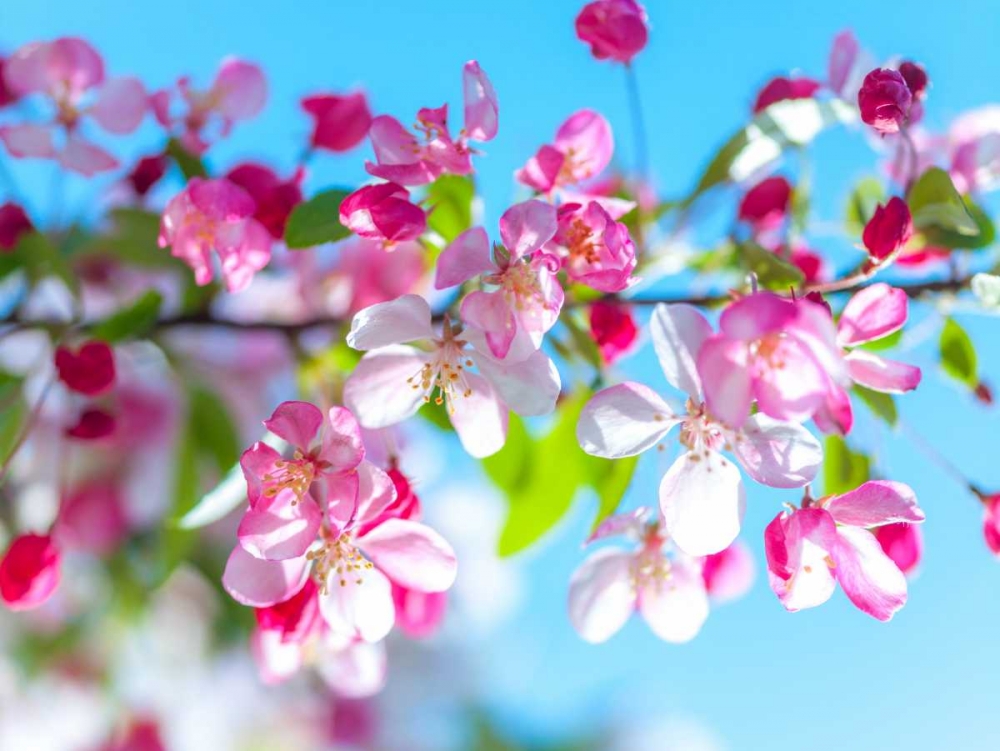Cherry Blossom flowers art print by Assaf Frank for $57.95 CAD
