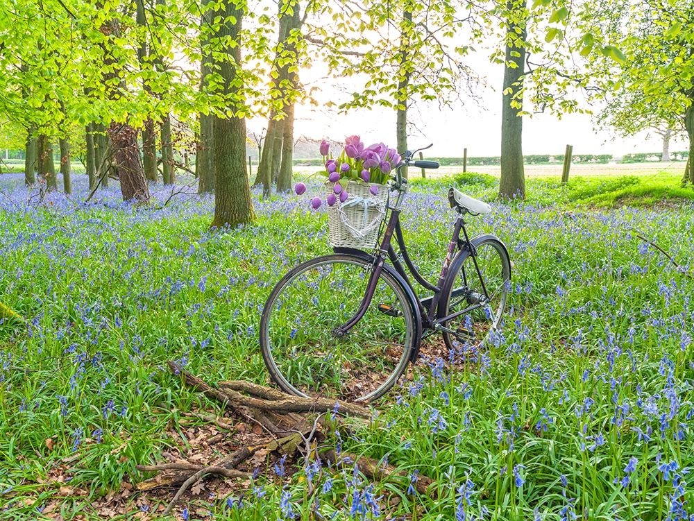 Bicycle in spring forest with bunch of flowers art print by Assaf Frank for $57.95 CAD
