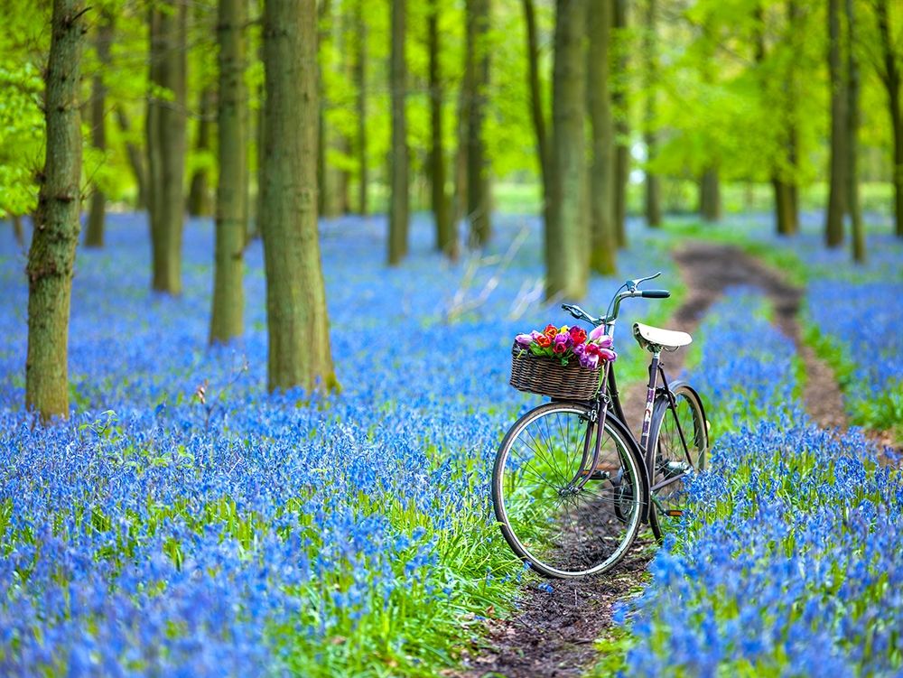 Bicycle in spring forest art print by Assaf Frank for $57.95 CAD