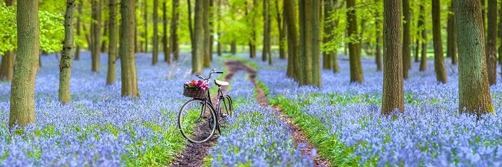 Bicycle in spring forest art print by Assaf Frank for $57.95 CAD