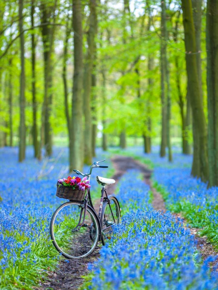 Bicycle in spring forest art print by Assaf Frank for $57.95 CAD