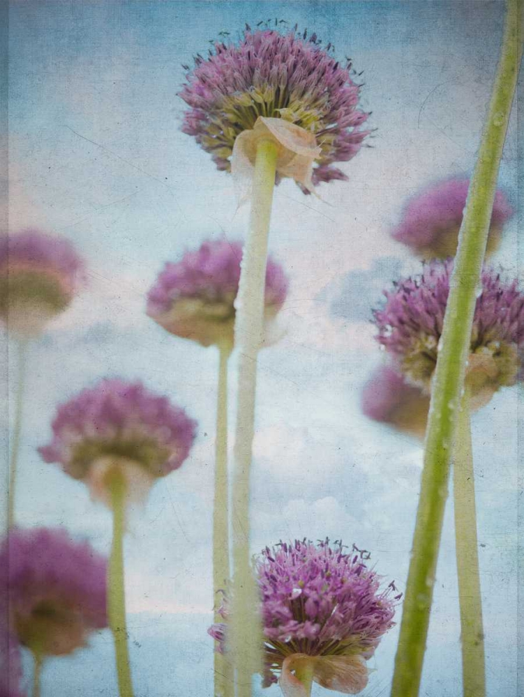 Beautiful Allium flowers art print by Assaf Frank for $57.95 CAD
