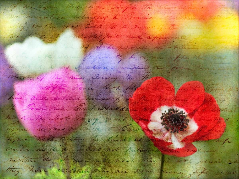 Colorful Anemone flowers in garden art print by Assaf Frank for $57.95 CAD