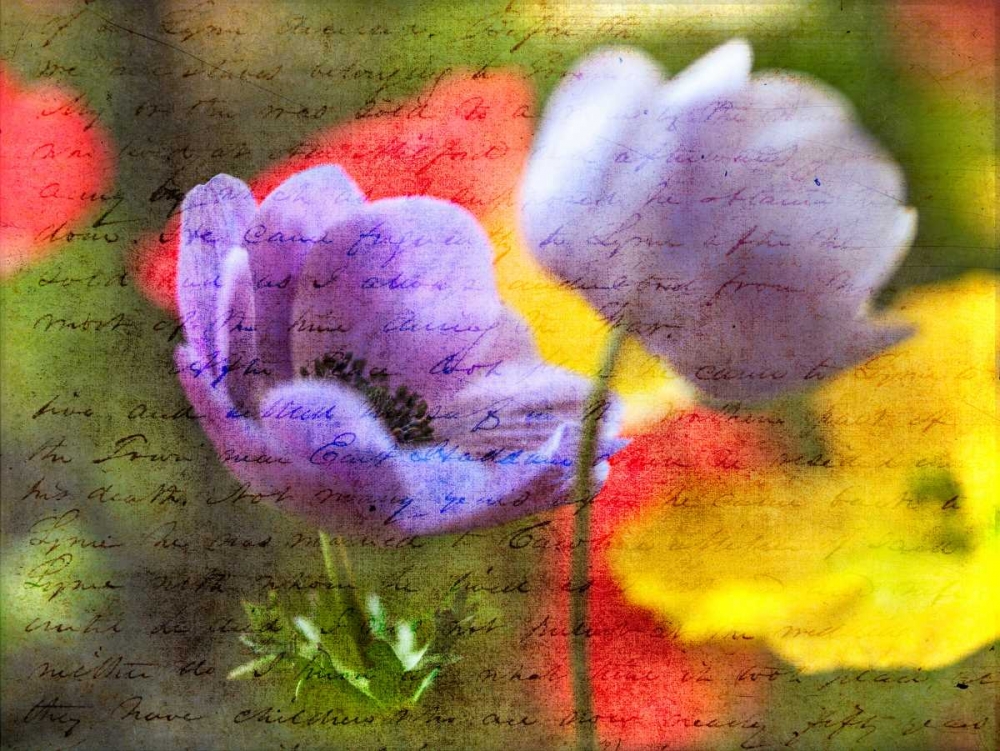 Beautiful Yellow colored Anemone flowers in garden art print by Assaf Frank for $57.95 CAD