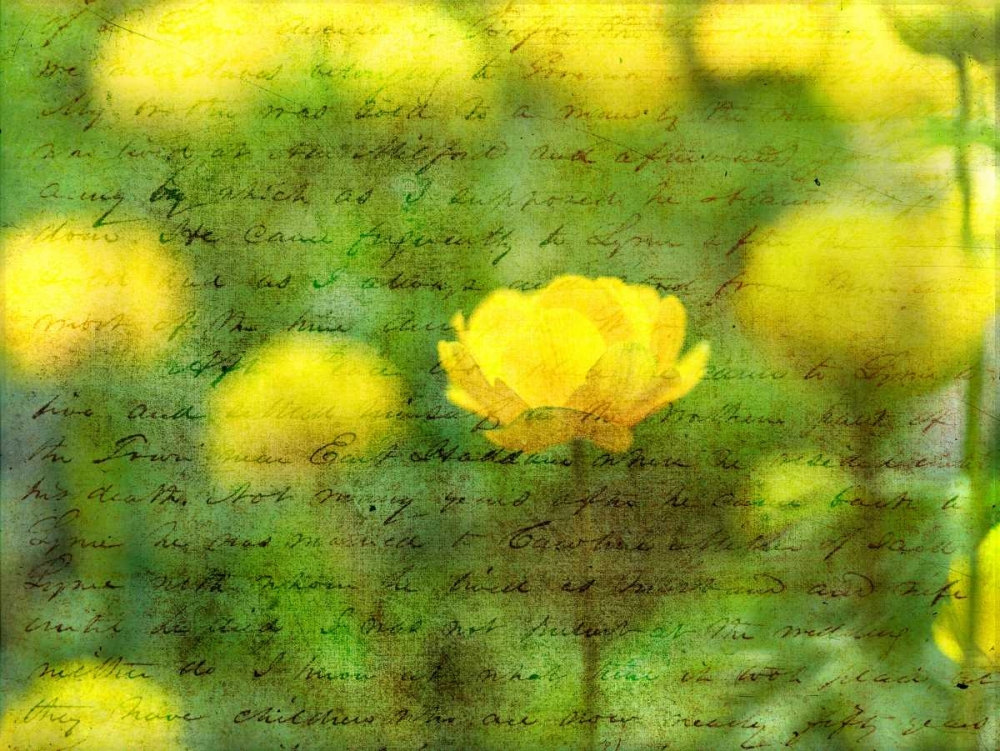 Beautiful Yellow colored Anemone flowers in garden art print by Assaf Frank for $57.95 CAD