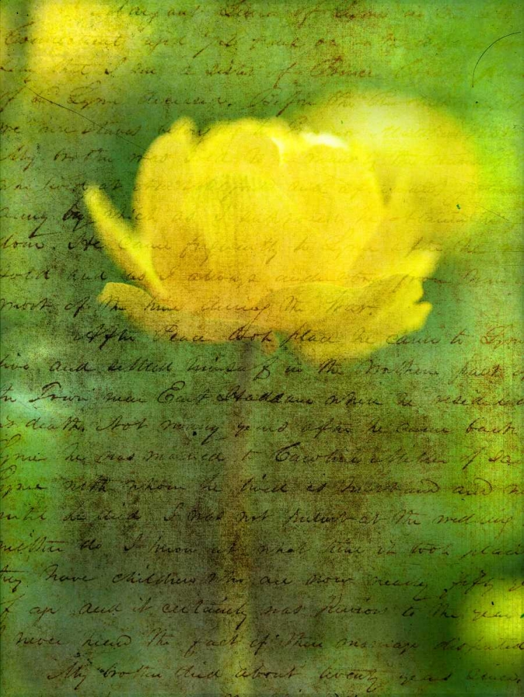 Beautiful Yellow colored Anemone flowers in garden art print by Assaf Frank for $57.95 CAD