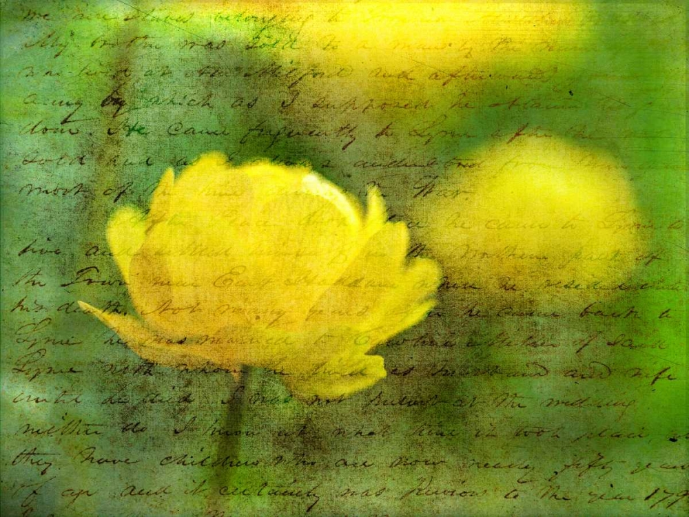 Beautiful Poppy flower in garden art print by Assaf Frank for $57.95 CAD
