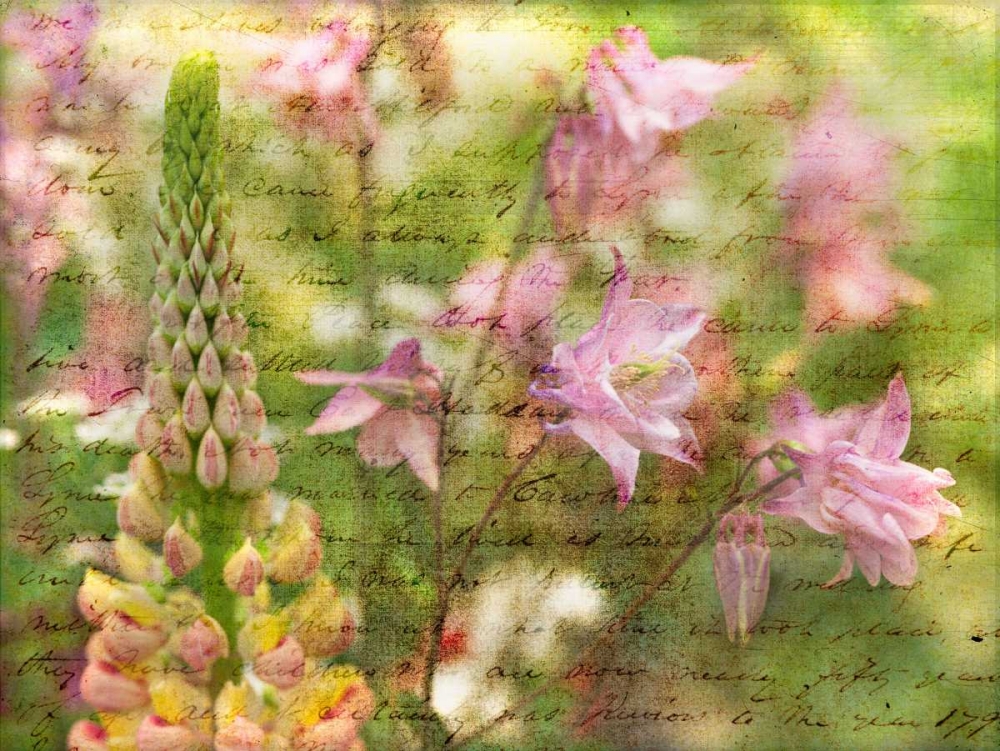 Colorful Aquilegia flowers on plants in garden art print by Assaf Frank for $57.95 CAD